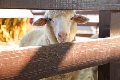 Cute funny sheep near fence on farm. Animal husbandry