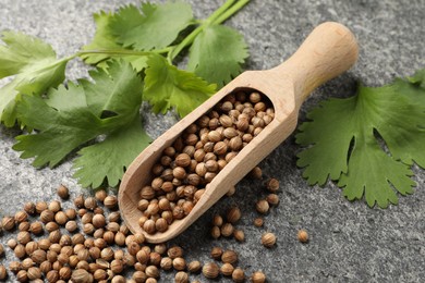 Photo of Scoop with dried coriander seeds and green leaves on gray textured table, closeup