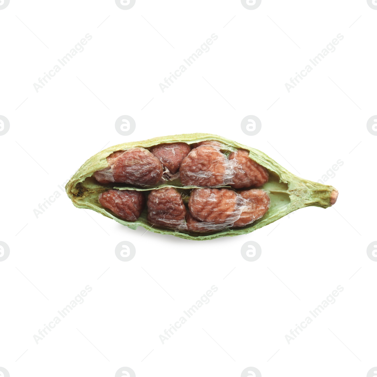 Photo of Dry green cardamom pod isolated on white, top view