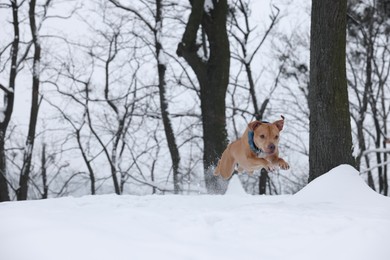 Cute dog jumping in snowy forest. Space for text
