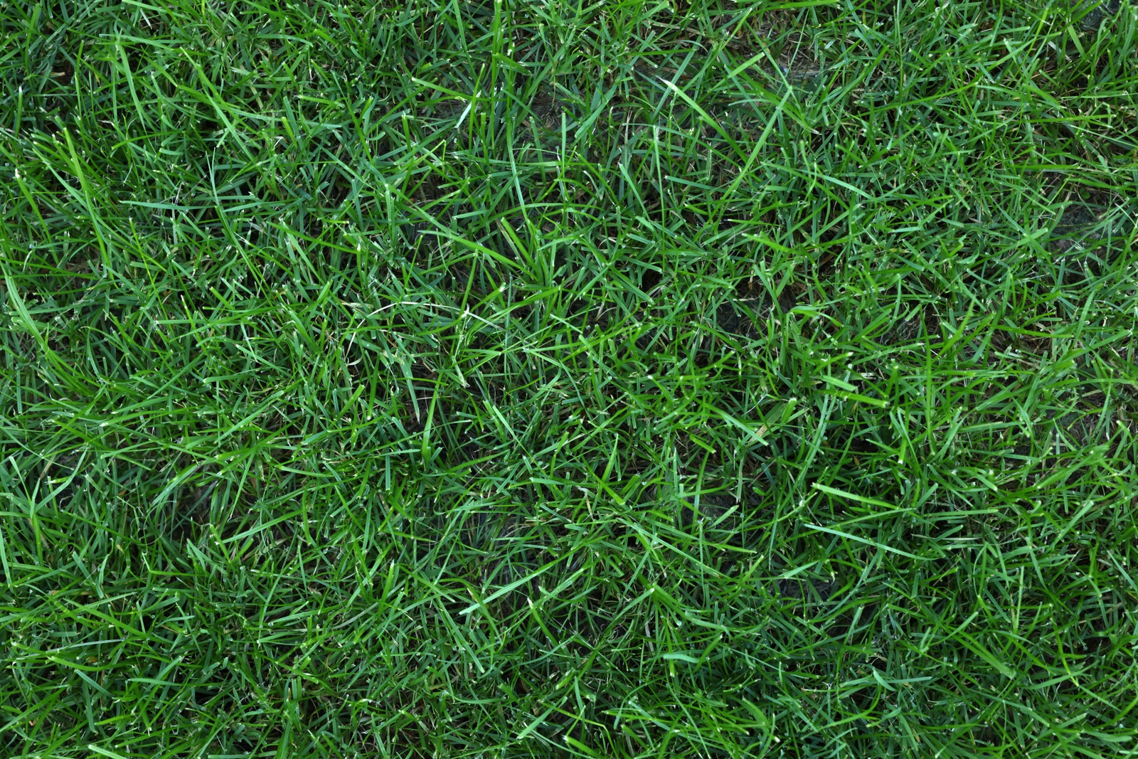 Photo of Fresh green grass growing outdoors on summer day, top view