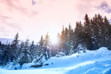 Image of Picturesque view of snowy coniferous forest on winter day