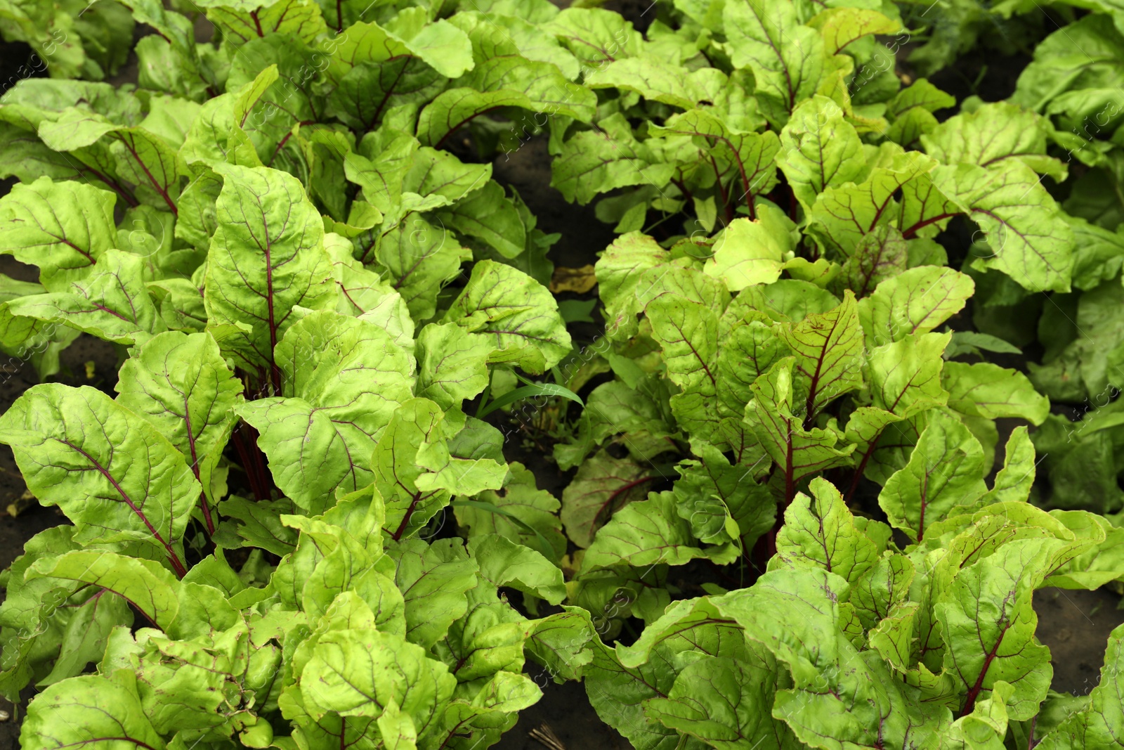 Photo of Beetroot plants with green leaves growing in garden