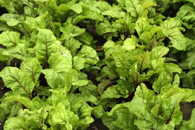 Photo of Beetroot plants with green leaves growing in garden