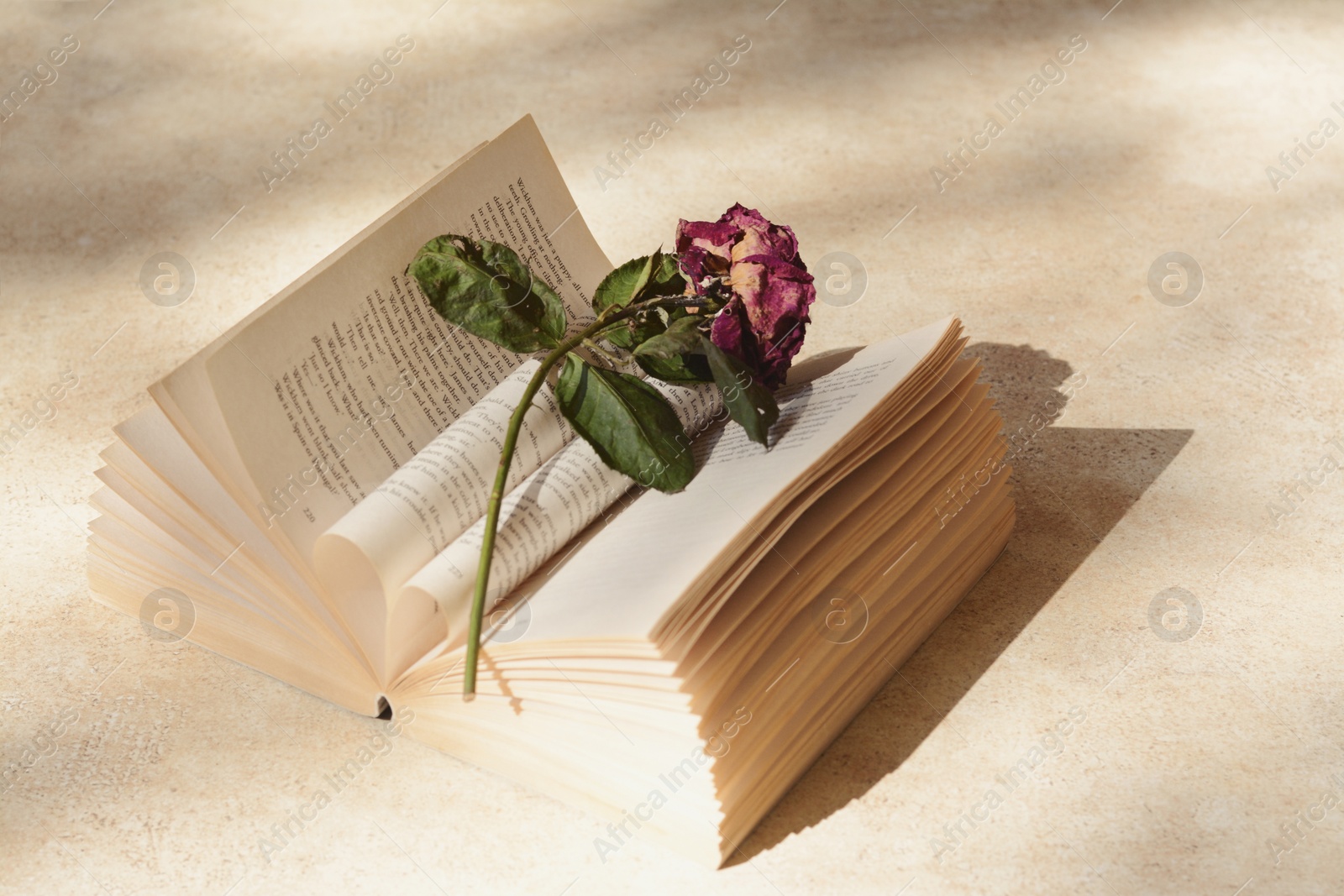 Photo of Book with beautiful dried flower on light table