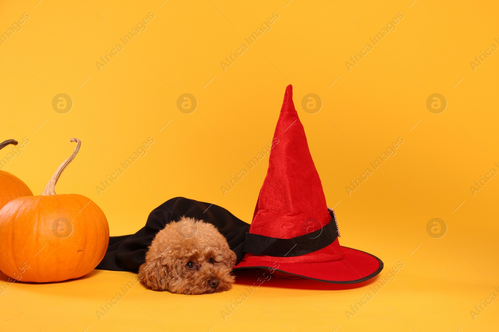 Photo of Cute Maltipoo dog with hat and pumpkins dressed in Halloween costume on orange background, space for text