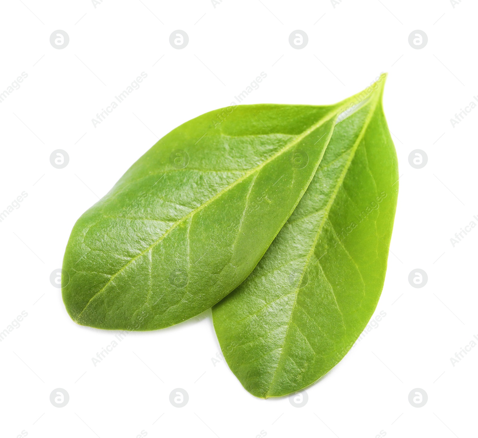 Photo of Beautiful spring green leaves on white background