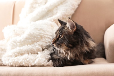 Photo of Cute cat with blanket on sofa at home. Warm and cozy winter