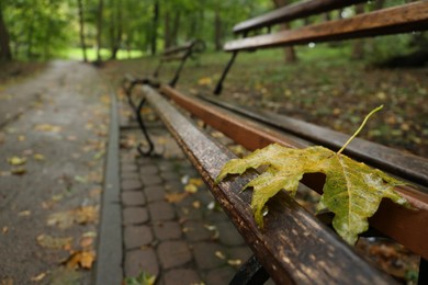 Photo of Wet leaf on wooden bench in autumn park, space for text