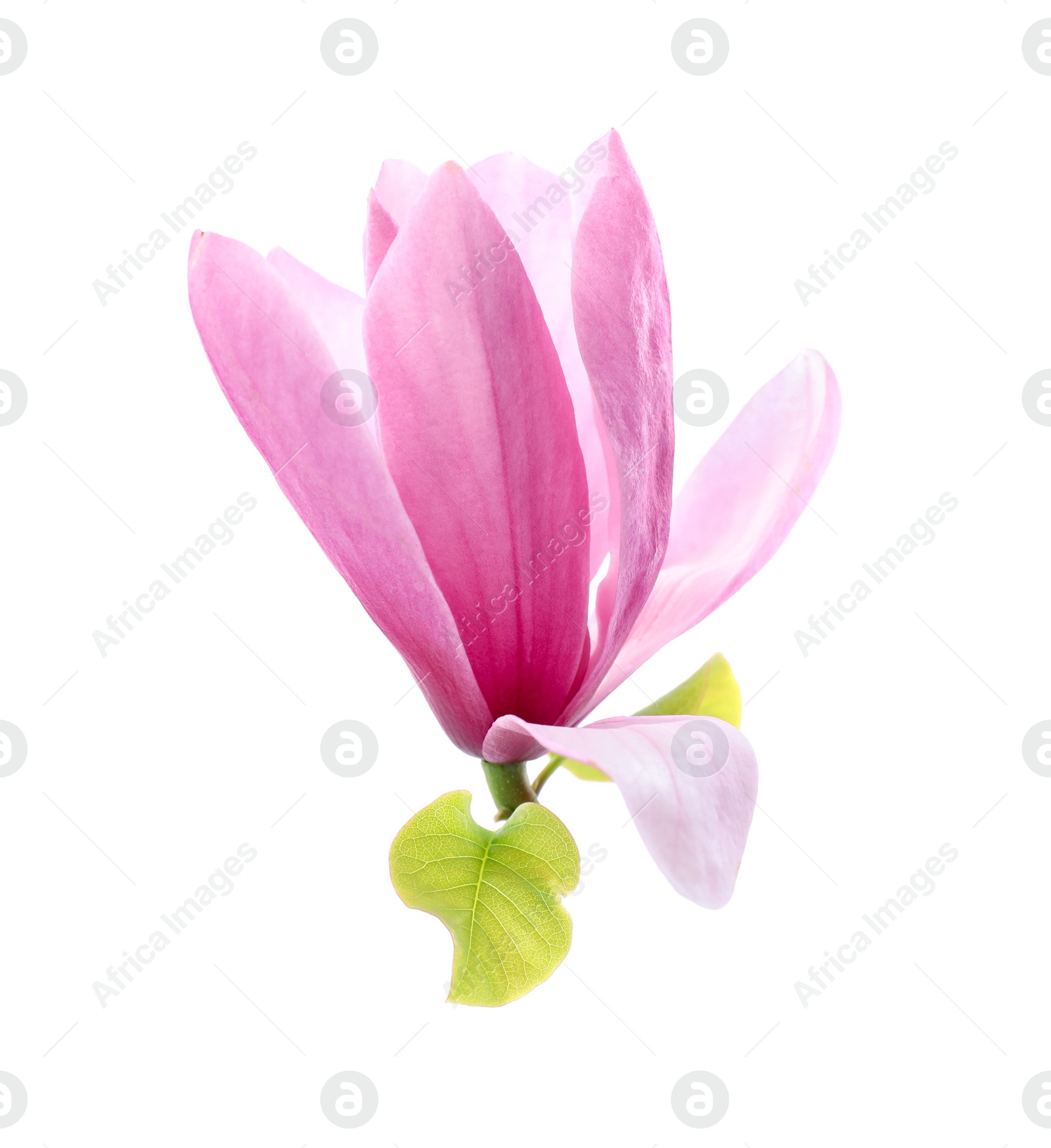 Photo of Beautiful pink magnolia flower isolated on white