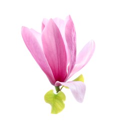 Photo of Beautiful pink magnolia flower isolated on white