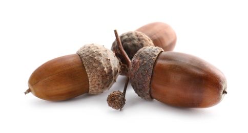 Photo of Oak twig with acorns on white background