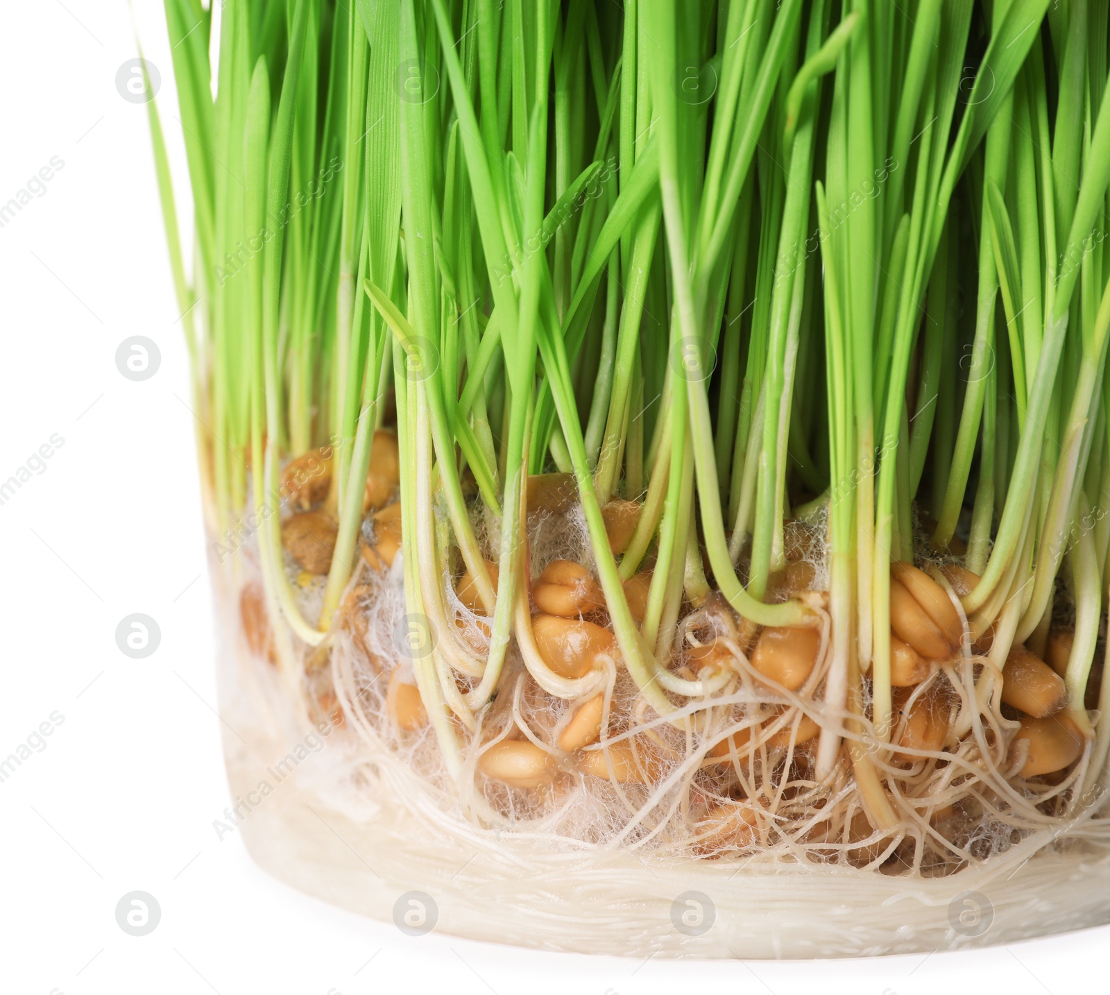 Photo of Fresh sprouted wheat grass on white background, closeup