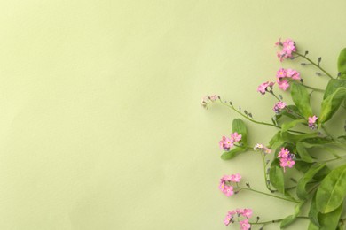 Beautiful pink forget-me-not flowers on light green background, flat lay. Space for text