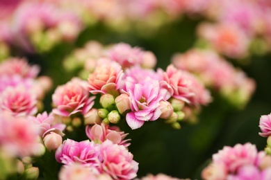 Photo of Beautiful blooming kalanchoe flowers, closeup. Tropical plant