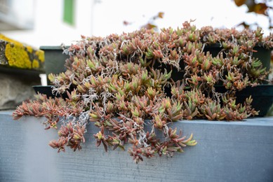 Beautiful plant growing outdoors on spring day