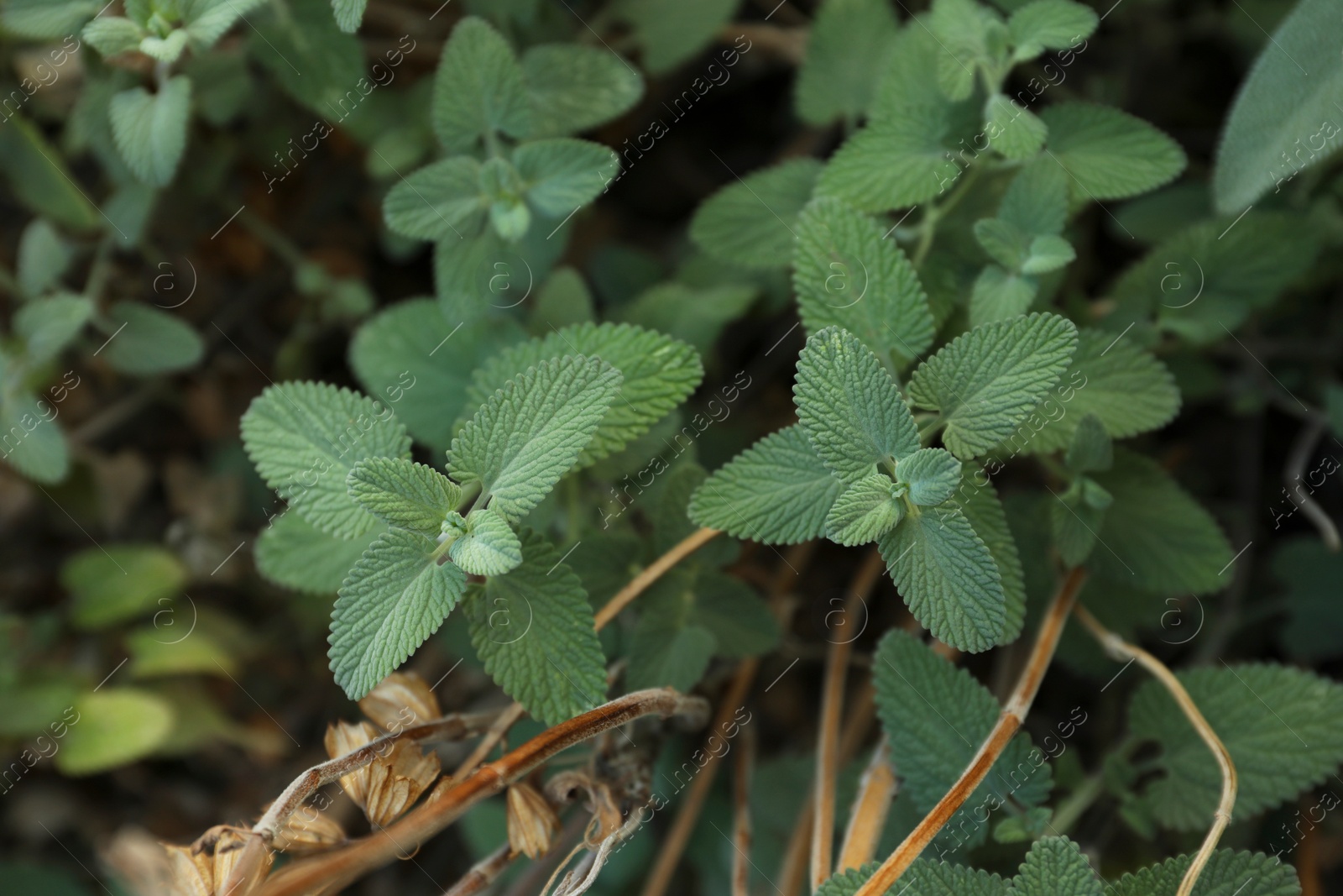 Photo of Beautiful melissa with lush green leaves growing outdoors, closeup