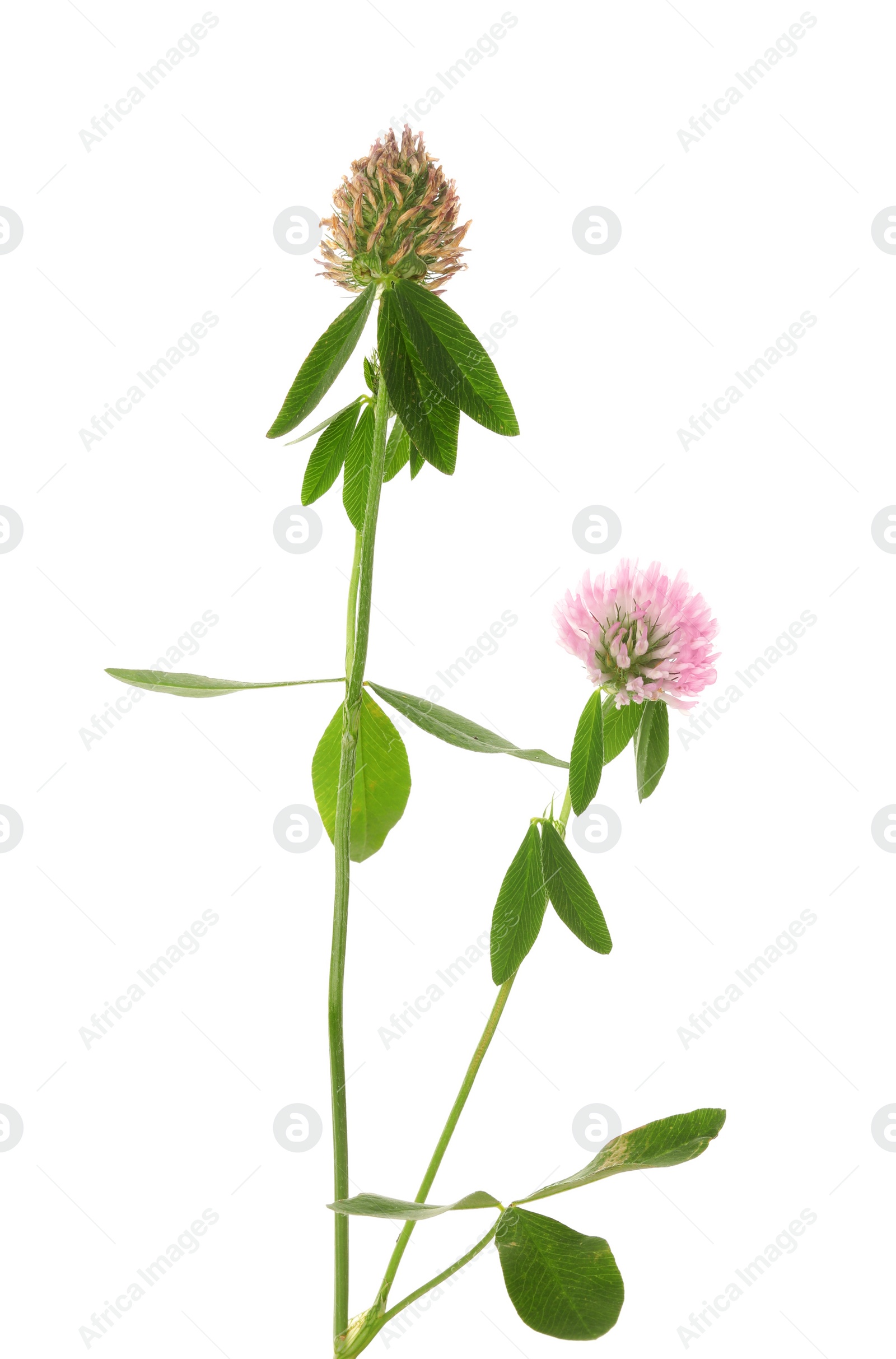 Photo of Beautiful blooming clover plant isolated on white