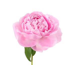 Photo of Beautiful aromatic pink peony isolated on white