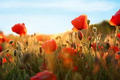 Sunlit field of beautiful blooming red poppy flowers and blue sky