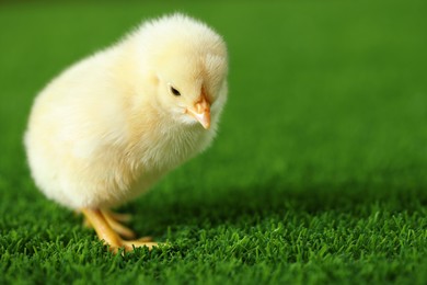 Photo of Cute chick on green artificial grass outdoors, closeup with space for text. Baby animal