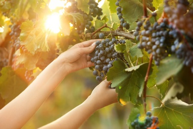 Woman picking fresh ripe juicy grapes in vineyard, closeup