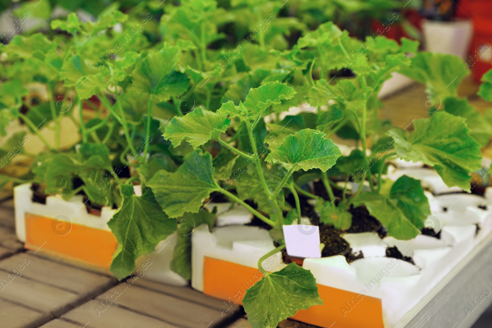 Photo of Pots with green pumpkin seedlings in trays on table