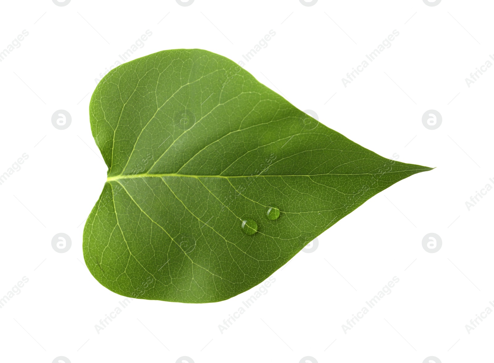 Photo of Leaf of sacred fig tree isolated on white. Buddhism concept