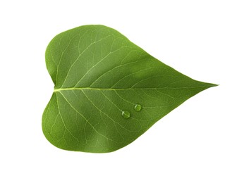 Photo of Leaf of sacred fig tree isolated on white. Buddhism concept