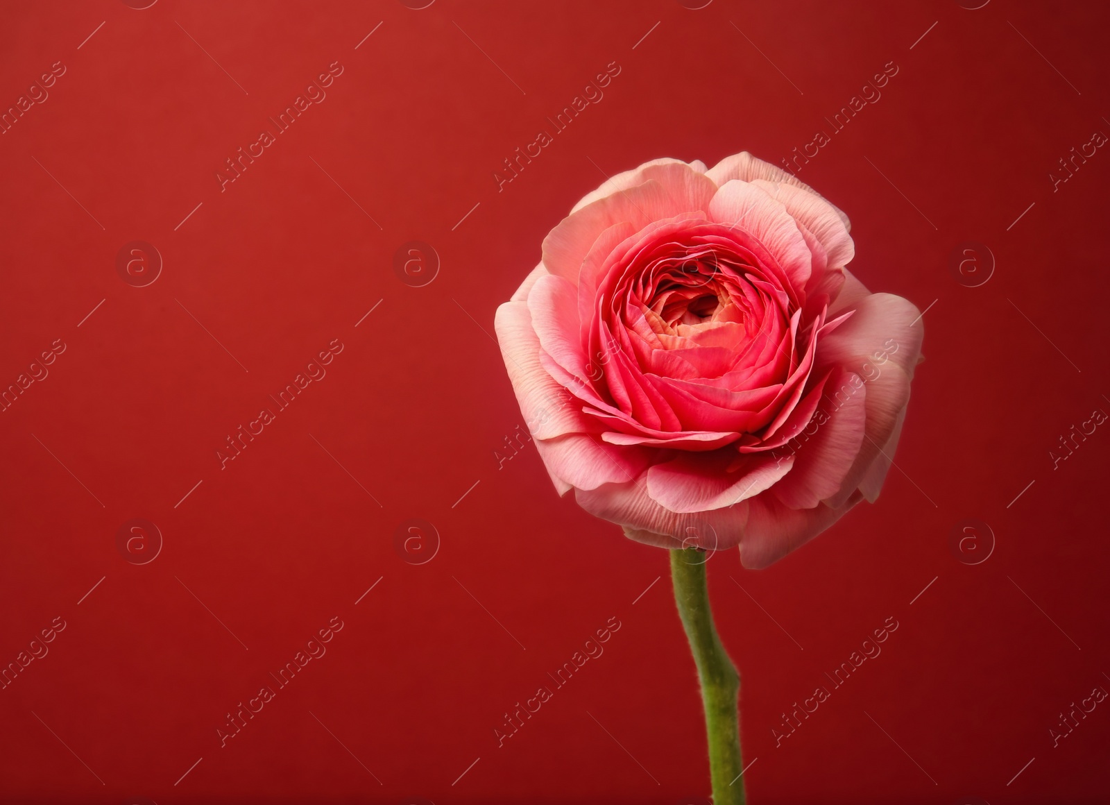 Photo of Beautiful ranunculus flower on color background