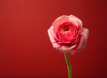 Photo of Beautiful ranunculus flower on color background