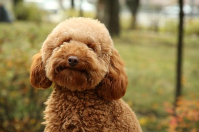 Photo of Cute dog in autumn park, closeup. Space for text