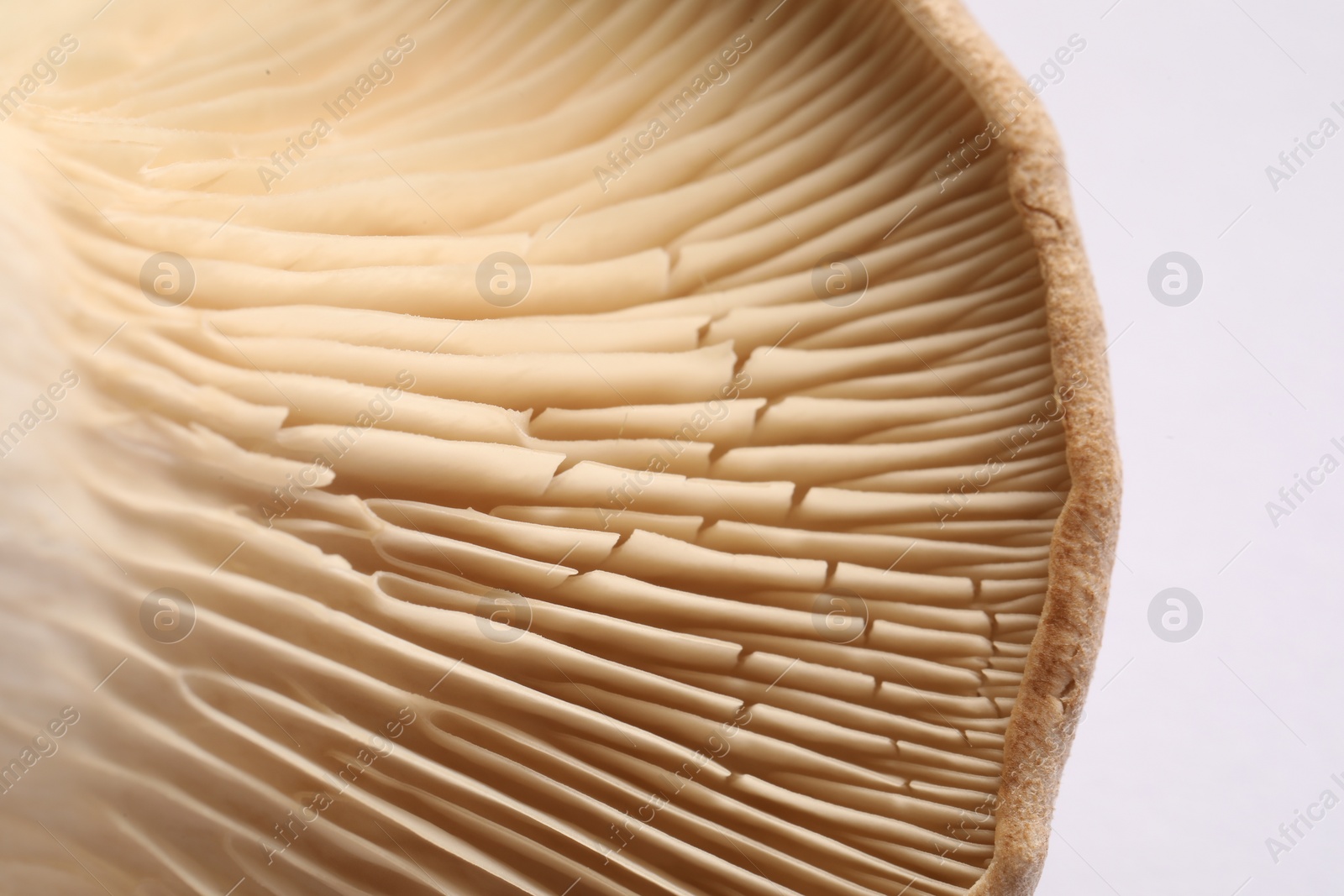 Photo of Fresh oyster mushroom on white background, macro view