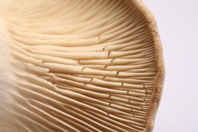 Fresh oyster mushroom on white background, macro view