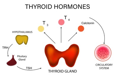 Medical poster with thyroid hormones image on white background