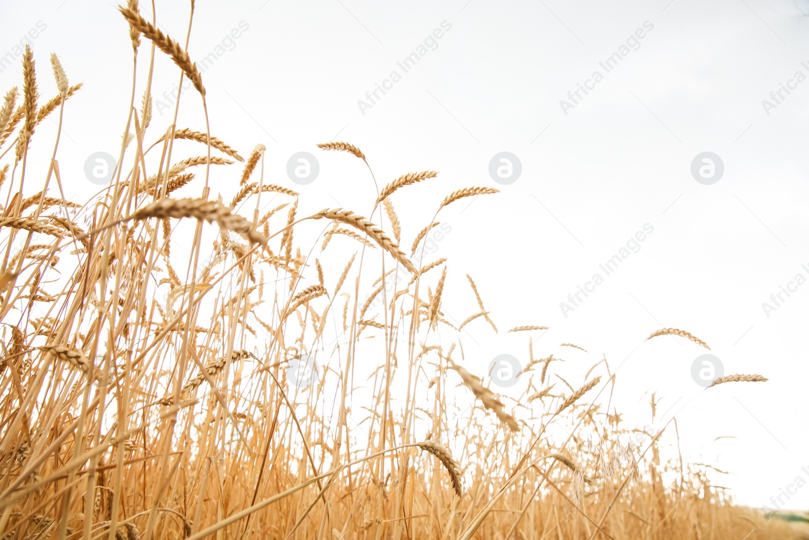 Photo of Wheat grain field on sunny day. Cereal farming