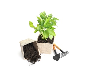 Photo of Plant and gardening tools on white background