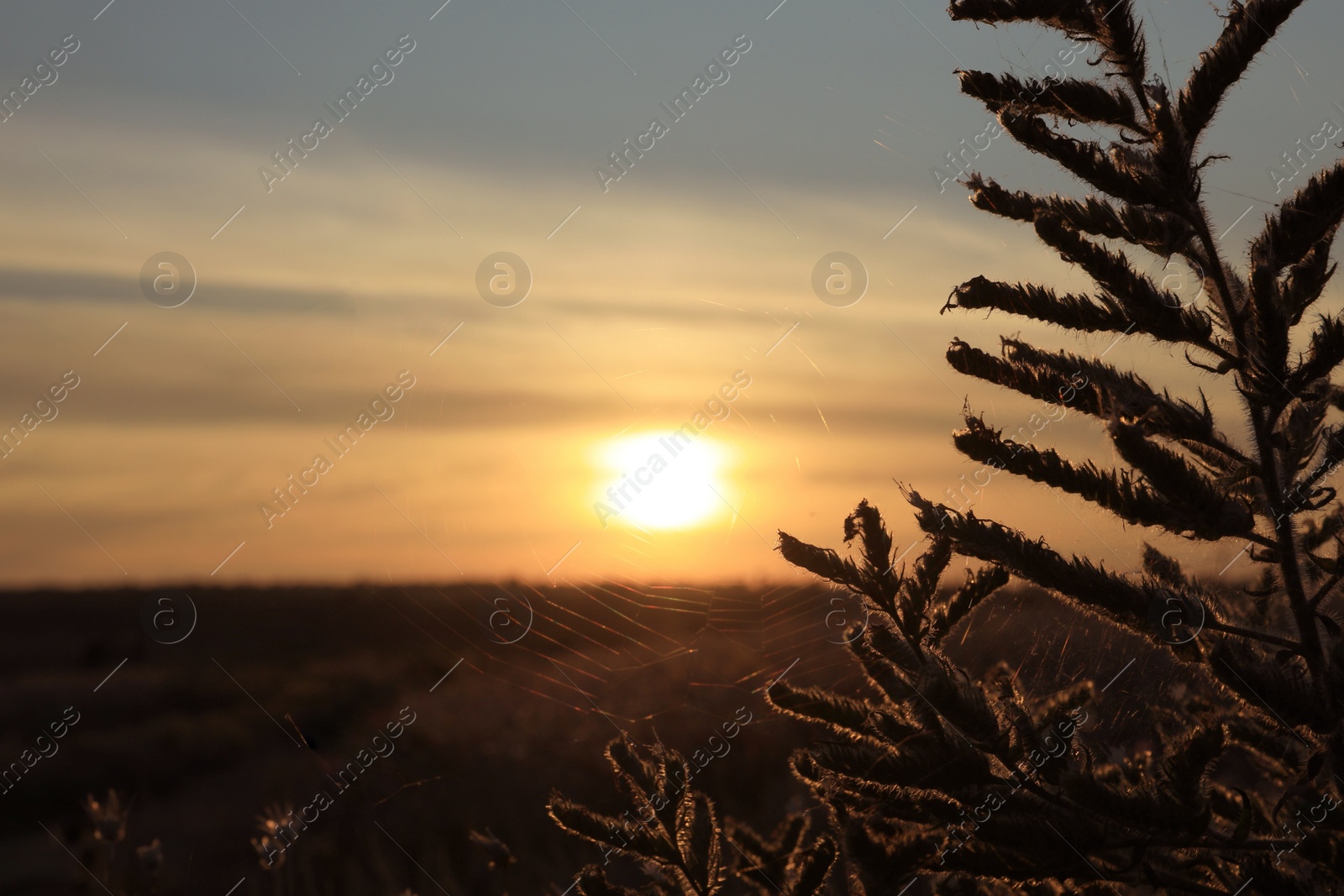 Photo of Beautiful plant with cobweb in field at sunrise, closeup. Early morning landscape