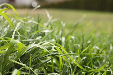 Photo of Beautiful bright green grass with water drops outdoors, closeup