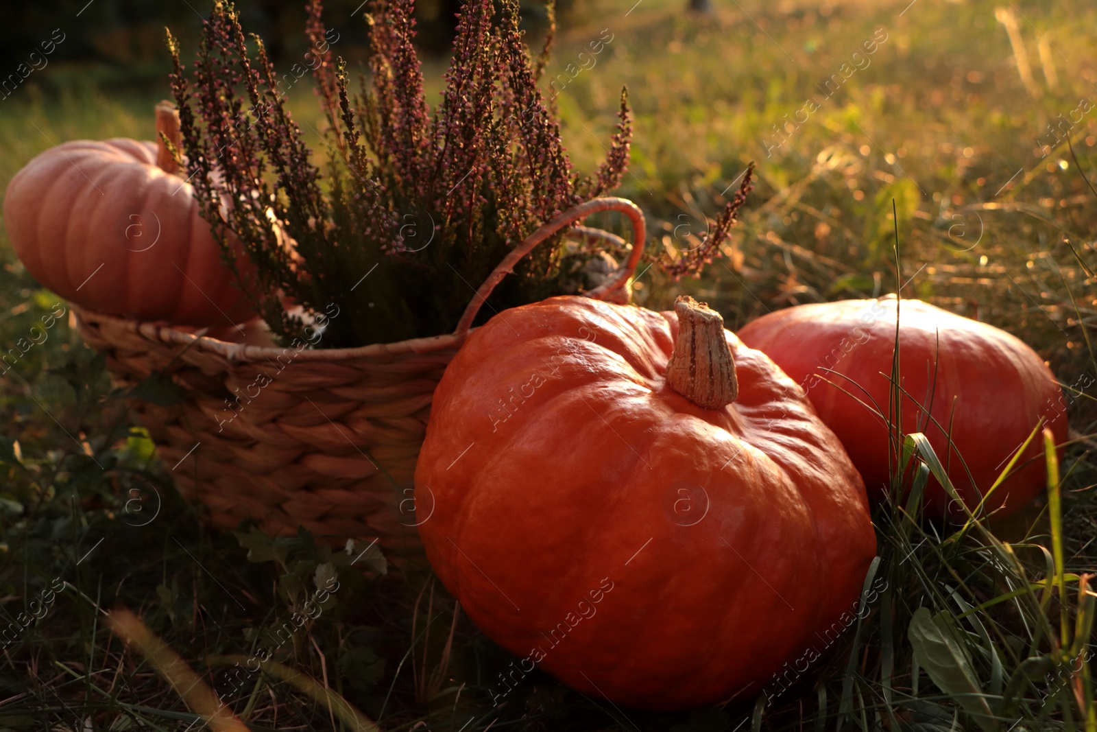 Photo of Wicker basket with beautiful heather flowers and pumpkins outdoors, closeup