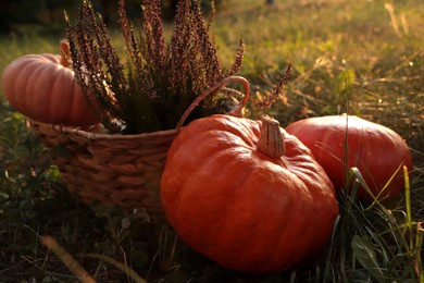 Wicker basket with beautiful heather flowers and pumpkins outdoors, closeup