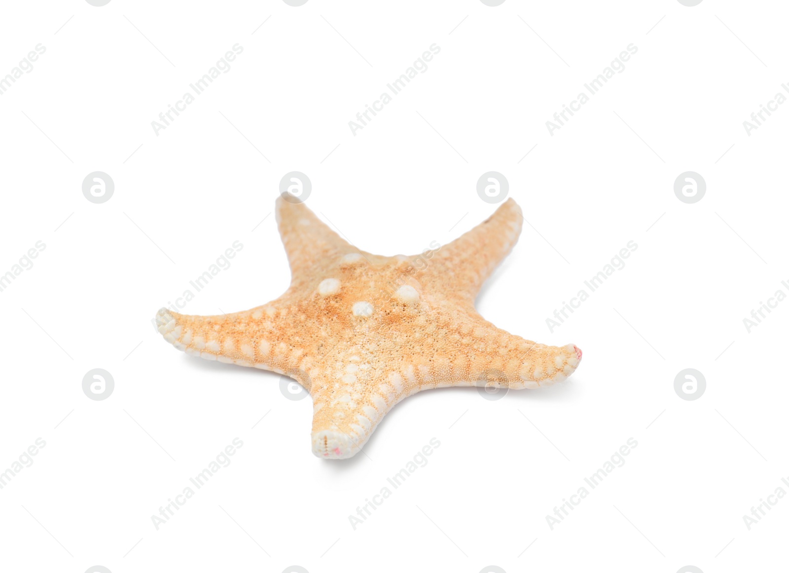 Photo of Beautiful sea star isolated on white. Beach object