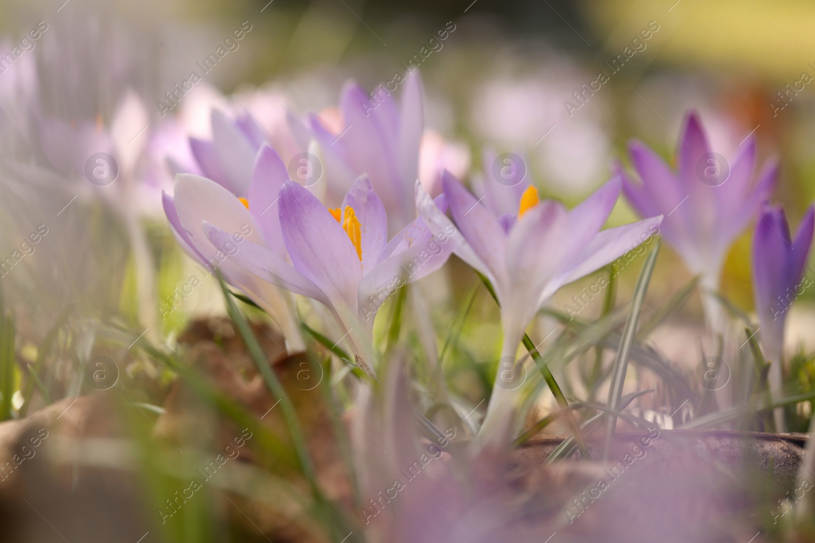 Photo of Beautiful crocus flowers growing outdoors, closeup view