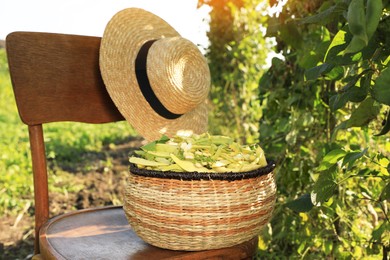 Photo of Wicker basket with fresh green beans and hat on wooden chair in garden