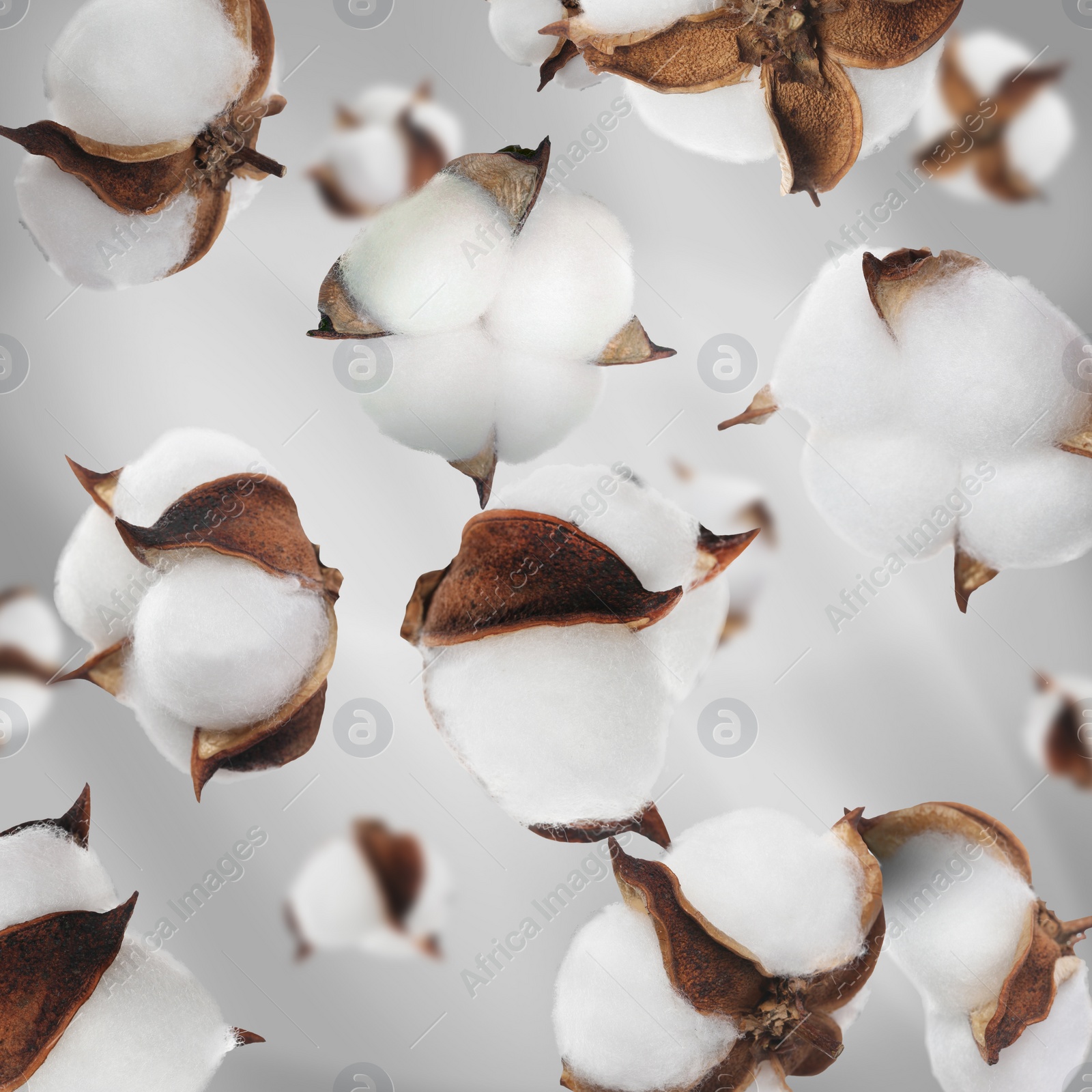 Image of Beautiful cotton flowers falling on grey background