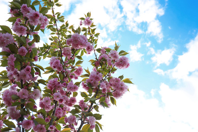 Photo of Blossoming pink sakura tree outdoors on spring day, closeup