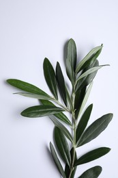 Photo of Olive twig with fresh green leaves on white background, top view