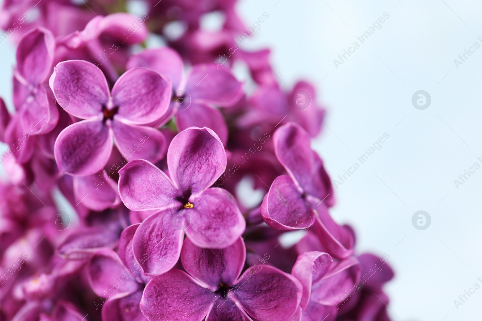 Photo of Closeup view of beautiful lilac flowers on light background