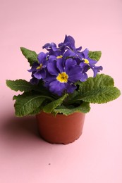 Photo of Beautiful primula (primrose) plant with purple flowers in pot on pink background. Spring blossom