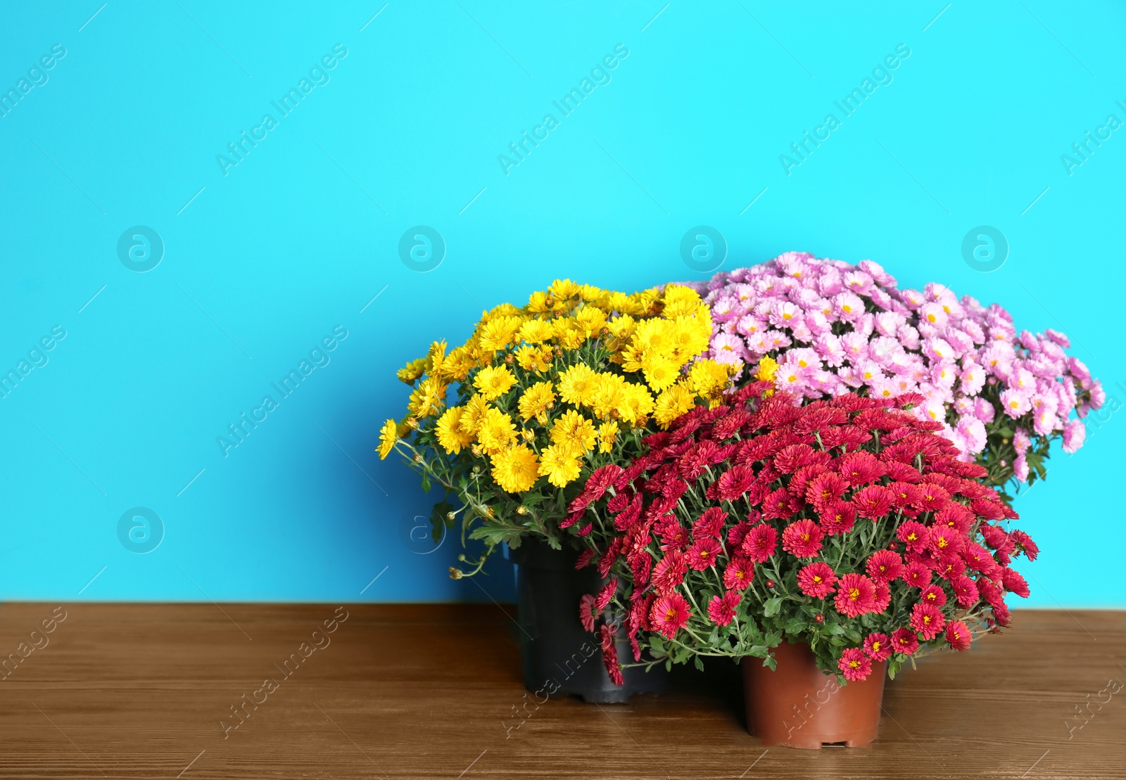 Photo of Beautiful potted chrysanthemum flowers on table against color background. Space for text